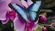 blue morph buttery on pink orchid