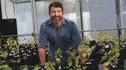 Benton Taylor with cottonwood saplings in a greenhouse at the Arnold Arboretum