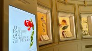 Botanical works from Houghton’s collections displayed in the renovated lobby’s display cases for a summer exhibition