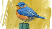 Barry Van Dusen’s watercolor of an Eastern bluebird, as described. by Henry David Thoreau