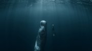 sperm whale and freediver