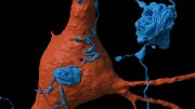 Against the background of a single neuron (orange), an axon (blue) emanating from another cell whorls itself into tangled balls.