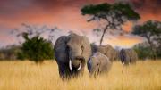 elephants
