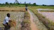 Farmer harvesting rice in a flooded paddy field, with others working and observing in the background.
