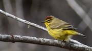 yellow palm warbler on a branch 