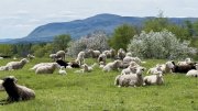 Flock of sheep grazing and resting in a field with blooming trees and Mount Everett in the background