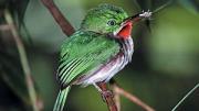 The tiny-billed tody bird