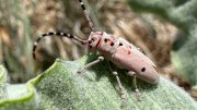 A milkweed beetle on a leaf