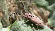 A milkweed beetle on a leaf