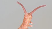 A worm-like creature known as the "velvet worm" rears as if looking at the camera