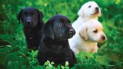 Four Labrador puppies—two black and two yellow—sitting in green grass.