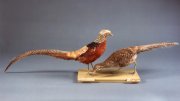 Two mounted pheasants displayed on a stand against a gray background.