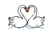 Two swans forming a heart shape with their necks, floating on water.