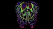 Colorful abstract design resembling an octopus with intricate swirls and patterns.