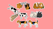 Colorful cartoon animals, including dogs, cows, rabbits, and a fence, on a pink background.