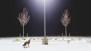 From <i>Domesticated,</i> a series of photographs by Amy Stein on display at the Harvard Museum of Natural History.