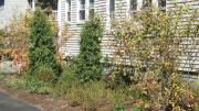 The suburban lawn outside this home in Belmont, Massachusetts, was recently replaced with mostly indigenous plants, such as blueberry and raspberry bushes, serviceberry trees, and hardy perennials, along with a variety of fragrant herbs that withstand light treading. Homeowners Hillary Wyon and Paul Williamson opted for this organically maintained garden (designed by Elizabeth Gourley) over the traditional turf to conserve water, eliminate mowing, and avoid use of synthetic chemicals. 