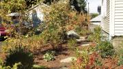 Another photograph from the garden of Hillary Wyon and Paul Williamson, designed by Elizabeth Gourley