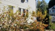 Another photograph from the garden of Hillary Wyon and Paul Williamson, designed by Elizabeth Gourley