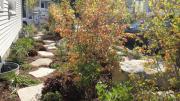 Another photograph from the garden of Hillary Wyon and Paul Williamson, designed by Elizabeth Gourley