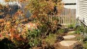 Another photograph from the garden of Hillary Wyon and Paul Williamson, designed by Elizabeth Gourley