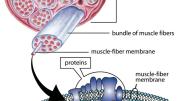 Dystrophin is one of a group of proteins that surround muscle fibers and keep them working properly. The protein’s absence in DMD patients leads to loss of muscle function. 