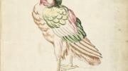 Jean-Baptiste Oudry, <i>Standing Bird</i> from the <i>Avian Album,</i> 18th century. Watercolor and black ink over traces of graphite on off-white antique laid paper, adhered to cream antique laid paper. 