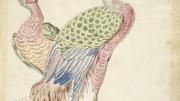 Jean-Baptiste Oudry, <i>Two Peacocks</i> from the <i>Avian Album,</i> 18th century. Watercolor and black ink over traces of graphite on off-white antique laid paper, adhered to cream antique laid paper.