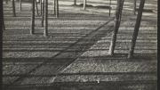 Courtesy of Houghton Library, Harvard University <i>Untitled</i> (Trees and Shadows, Burgkühnauer Allee, Dessau), April 1, 1929