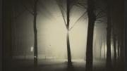 Image courtesy of the Department of Digital Imaging and Visual Resources, Harvard Art Museums © 2011 President and Fellows of Harvard College <i>Untitled</i> (Night View of Trees and Streetlamp, Burgkühnauer Allee, Dessau), 1928