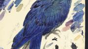 Edward Lear’s watercolor of an Indigo Macaw, now known as Lear’s Macaw (<em>Anodorhynchus leari</em>), at Houghton Library