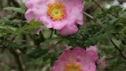 Chestnut Rose at Blithewold