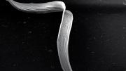 A lignified fiber from a coiled tendril, greatly  magnified