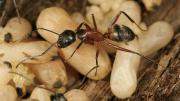 <i>Camponotus chromaiodes</i> (red carpenter ant), from <i>A Field Guide to the Ants of New England</i> 