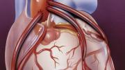 Three bypass arteries connect the aorta to smaller coronary arteries on the heart&rsquo;s outer surface. 