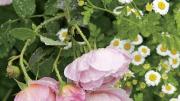 Roses at Blithewold
