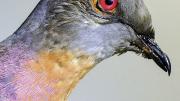 The now extinct passenger pigeon, at the Harvard Museum of Natural History