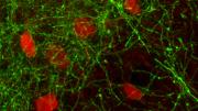 Basal forebrain GABA parvalbumin neurons play a key role in triggering the synchronized rhythms that characterize conscious thought.