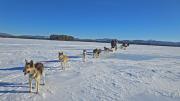 A team of dogs harnessed to a sled