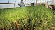 Onion seedlings wait out winter in the greenhouse