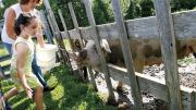 Visitors greet the farm’s pigs and chickens.