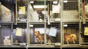 Dogs held in a U.S. shelter