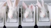 Rabbits being used for testing by the cosmetics industry