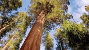 Looking up at a sequoia: For all their evolutionary advantages, mammalian species have shorter life spans than ants and trees.