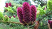 Purple spruce cones