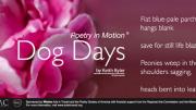 <i>Dog Days</i> by Keith Byler
