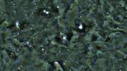 Part of the Perseus molecular cloud, as seen through the Smithsonian’s MMT telescope in Arizona. Self-gravitating structures—dense areas where stars are forming—appear as dark spots. The L1448 region is located in the upper-right quadrant of the image.
