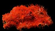 Crocoite from the Adelaide Mine in Tasmania