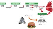 From Genome to Metabolome:  The amount and complexity of data increase from the genome to the transcriptome to the proteome. The metabolome is not only simpler and more  reflective of health status, it also incorporates environmental influences, for example, from exercise and diet.