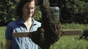 The author in 1974—already infatuated with <i>Apis melllifera</i>—studies a swarm choosing its home.